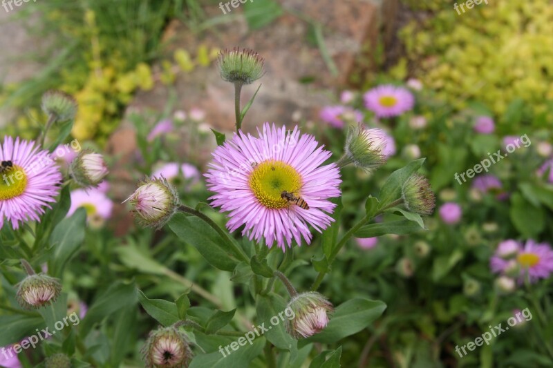 Flower Flowers Garden Erigon Glaucus Ker Gawl Are Used Fleabane