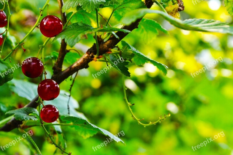 Currant Fruit Red Currant Free Photos