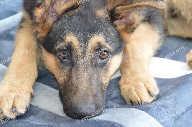 Dog Shepherd Eyes Snout Head