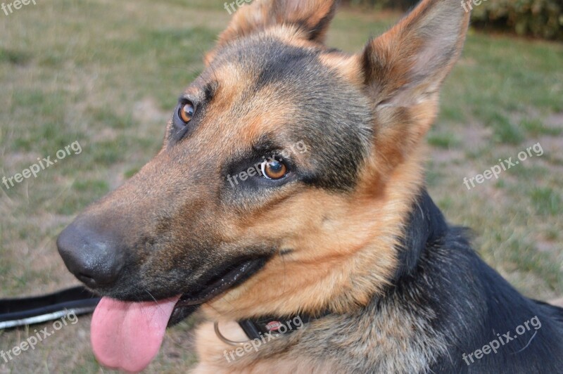 Dog Animal Portrait Head Tongue