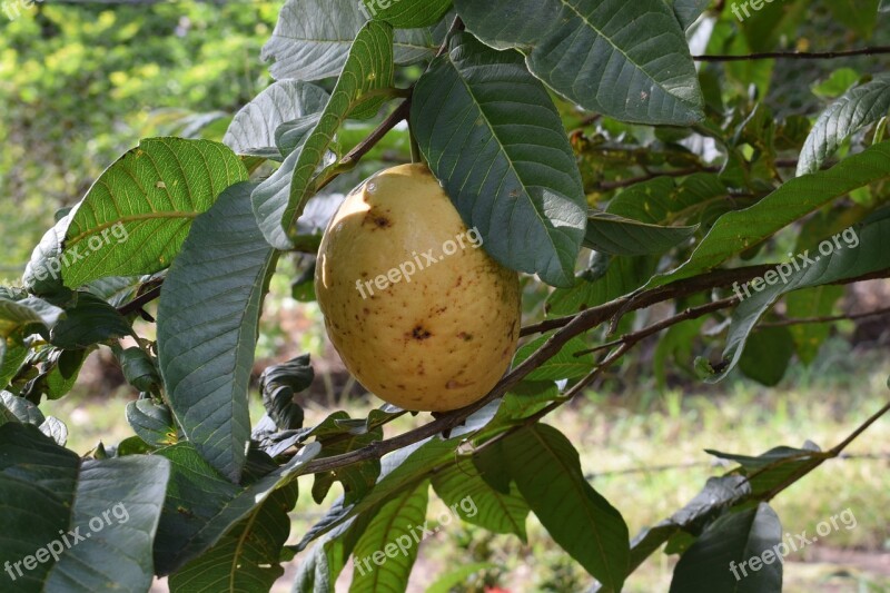 Colombia Fruit Guava Nature Free Photos