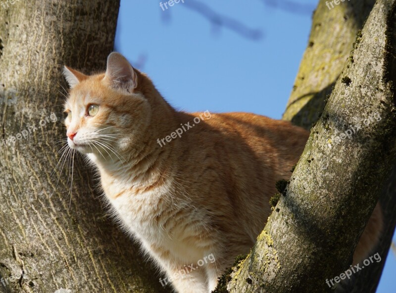 Cat Tree Animal Nature Sky