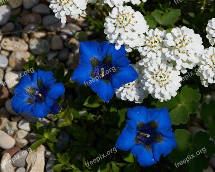 Gentian Garden Nature Plant Blossom