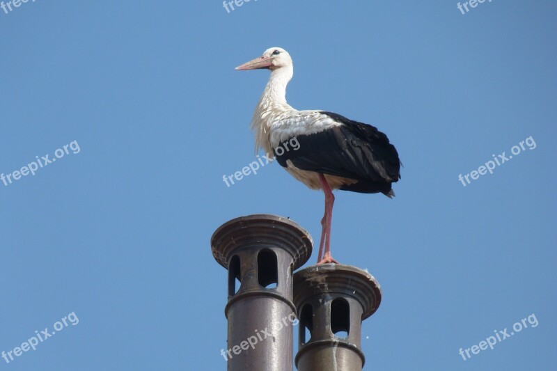 Prejmer Chimney Stork Rooftop Summer Nest Site