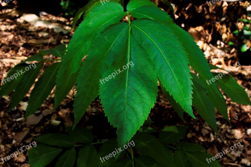 Plant Nature Leaves Green Summer