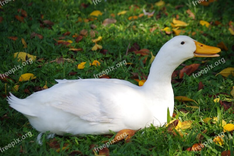 Goose Bill Bird Nature Animal