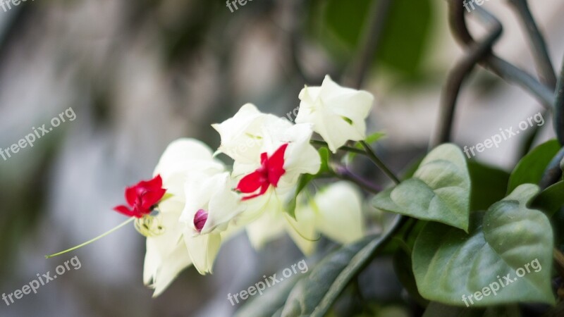 Flower White Viet Nam Free Photos