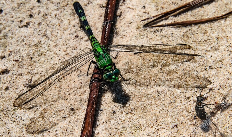 Dragonfly Wings Insect Bug White-spotted Wing