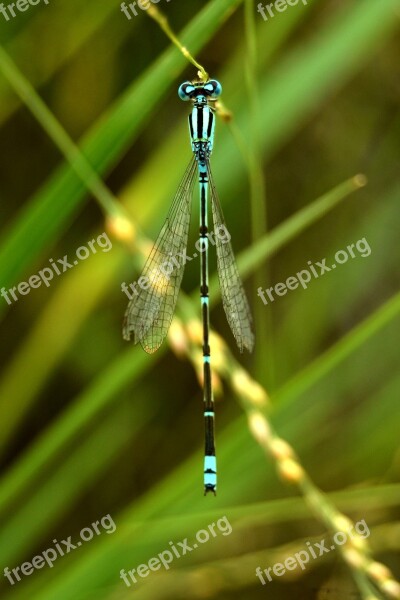 Nature Dragonfly Insect Summer Outdoors