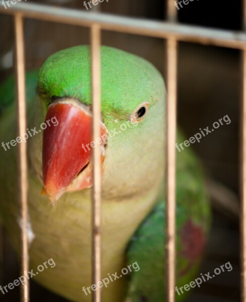 Parrot Caged Encaged Bird Cage