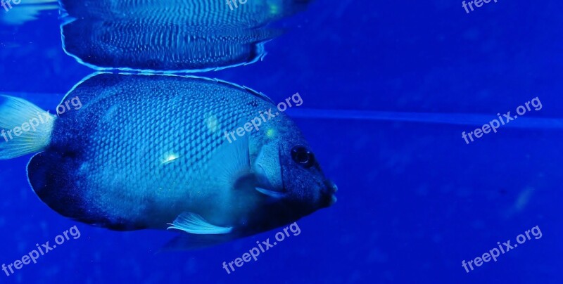 Fish Blue Fish Tank Aquarium Free Photos