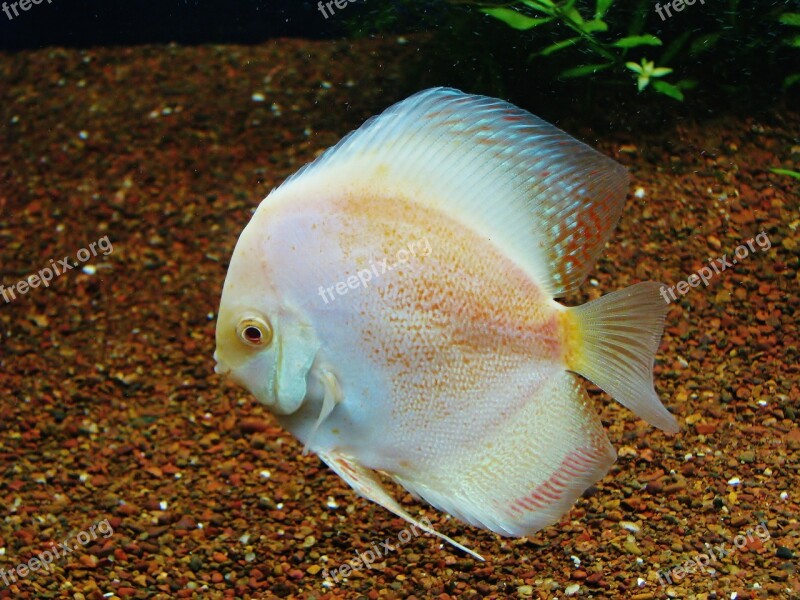 Fish White Fish Tank Aquarium Free Photos