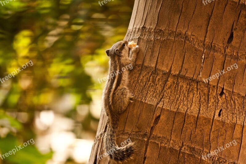 Squirrel Rodent Cute Animal Palm Tree