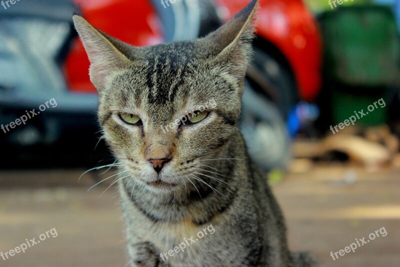 Cat Angry Face Unhappy Animal