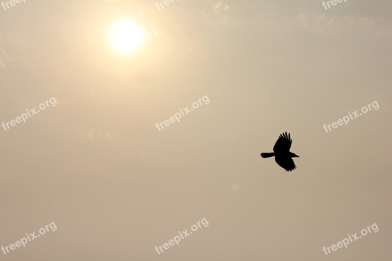 Flying Bird Freedom Silhouette Sky