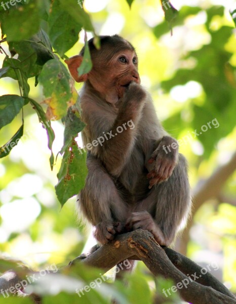 Monkey Thinking Branch Ape Primate