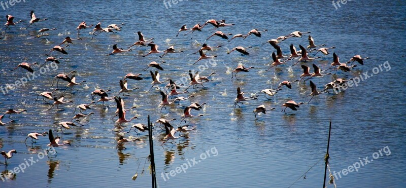 Flamingos Flying Lift Off Flock Flocking