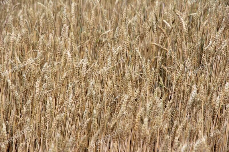 Cereals Spike Field Cornfield Agriculture