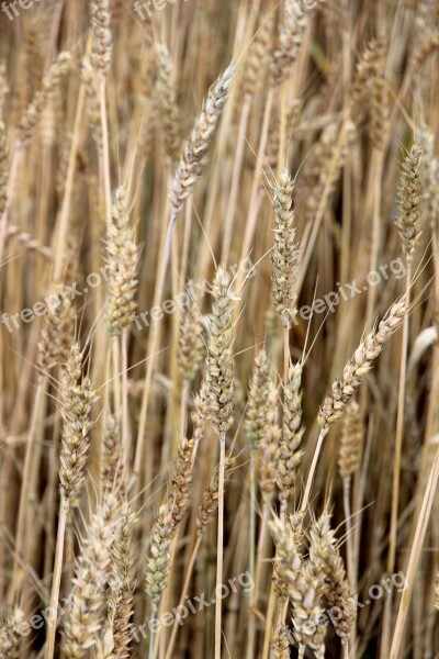 Cereals Cornfield Field Agriculture Summer