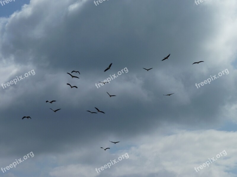 Migratory Birds Storks Collect Departure Bird Migration