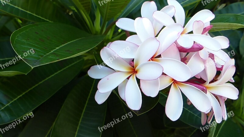 Frangipani Flower Nature Free Photos