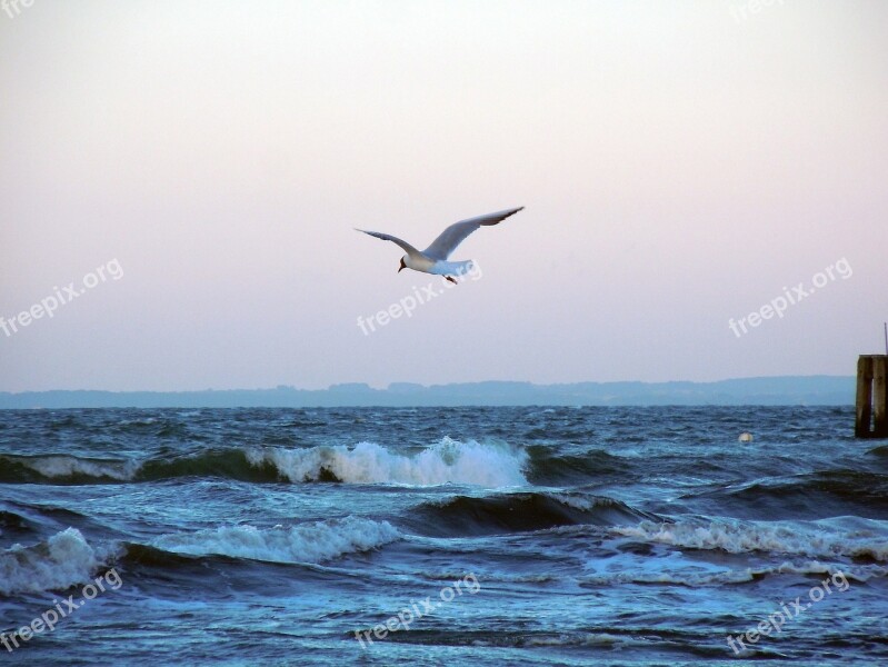 Baltic Sea Seagull Flying Bird Wave