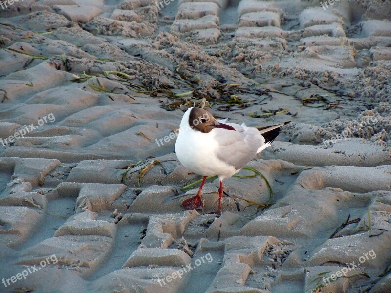 Black Headed Gull Seagull Bird Animal Beach