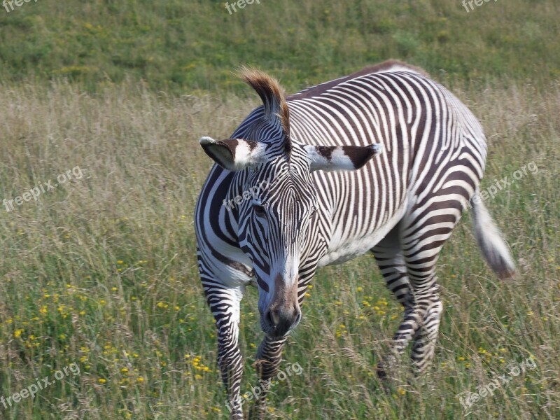 Grevy's Zebra Zebra Imperial Zebra Stripes Safari