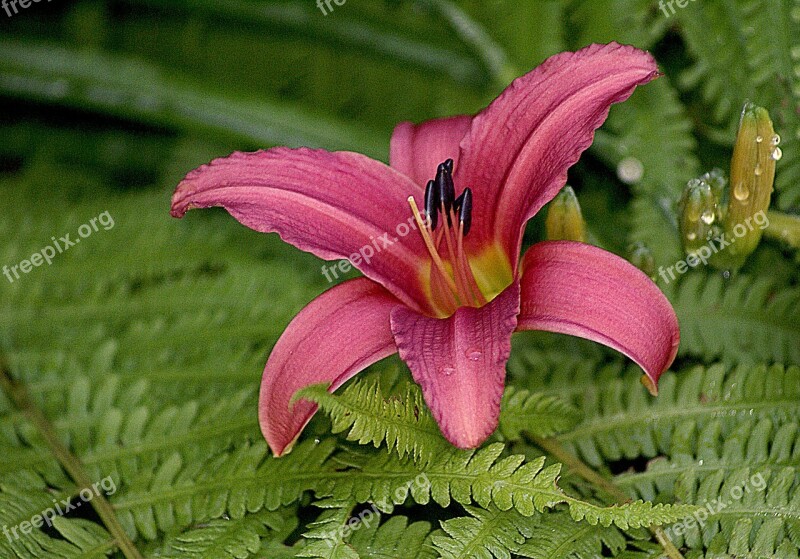 Lily Morning Lily Wigotna Morning Dew Clean In The Morning