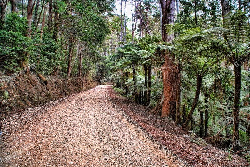 Bushland Road Dirt Road Ferns Free Photos