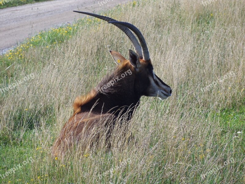 Antelope Sable Antelope The Wilds Horned Wildlife