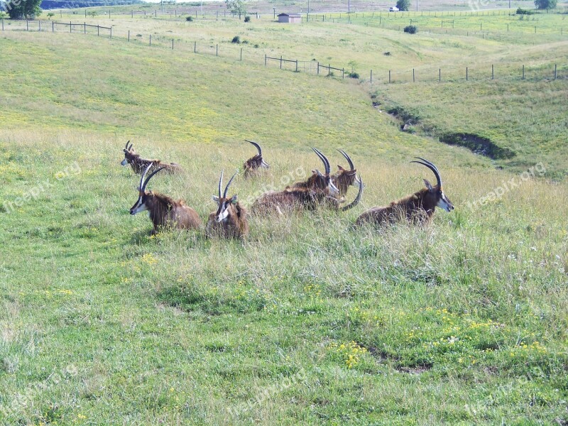 Antelope Sable Antelope The Wilds Horned Wildlife