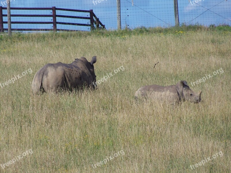 Rhino Southern White Rhino The Wilds Africa Wildlife