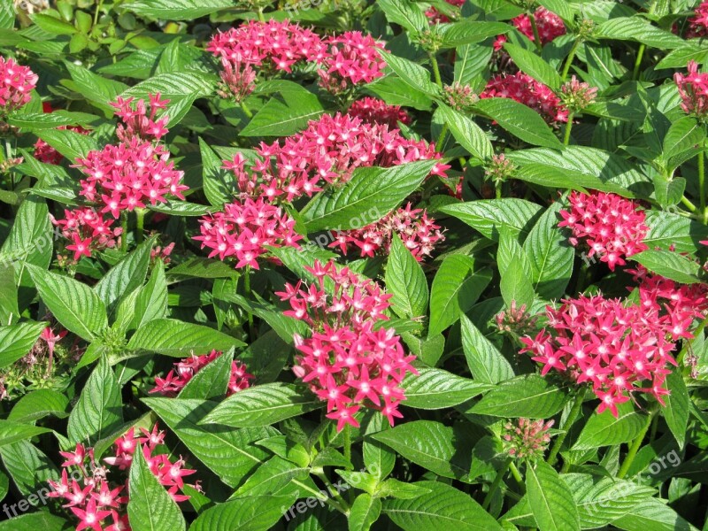 Pink Flower Tiny Small Blossoms