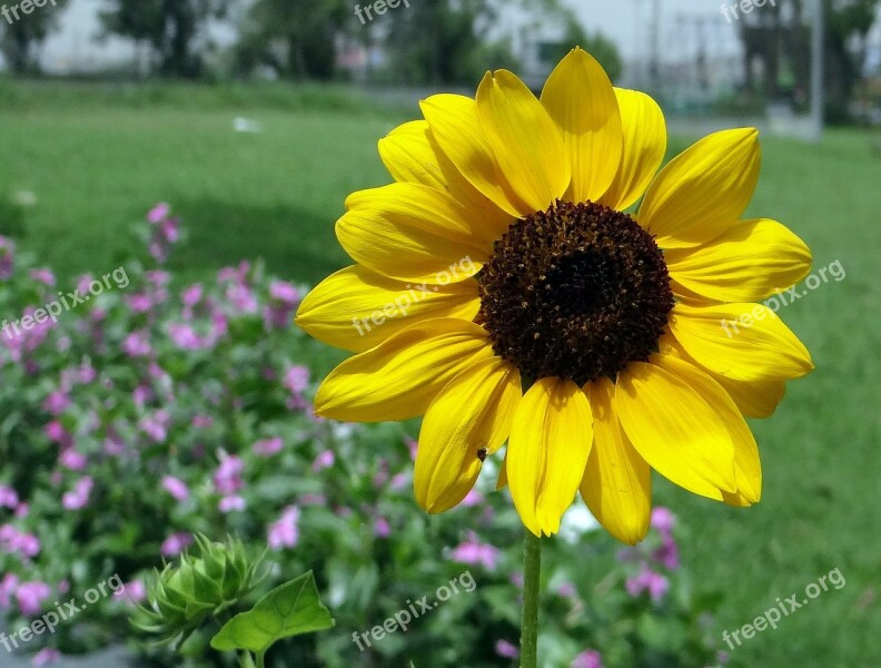 Sunflower Ornamental Macro Close-up Flower