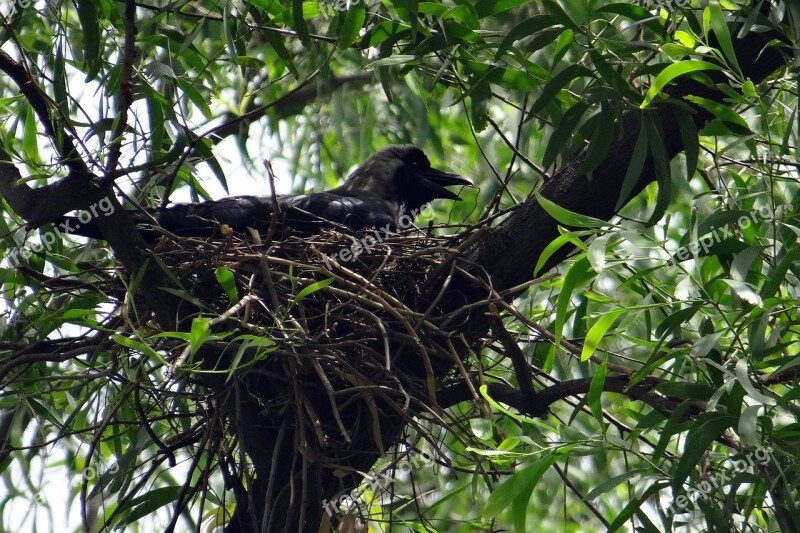 Crow Bird Indian House Crow Corvus Splendens Greynecked Crow