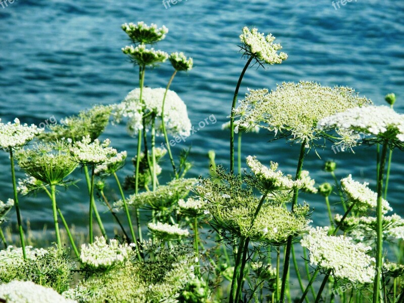 Chervil Grassland Plants Flowers White Water