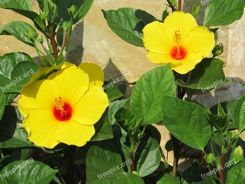 Hibiscus Yellow Big Flowers Green Leaves Planting