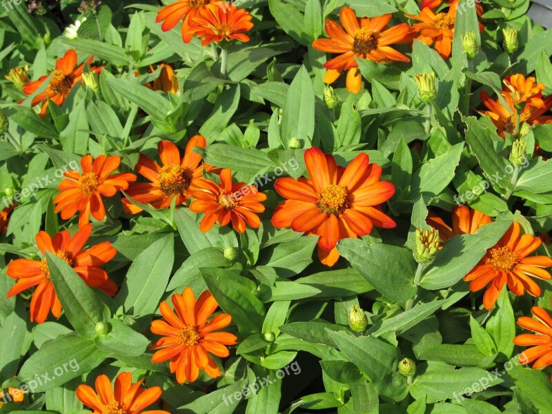 Flowers Small Orange Green Blossoms