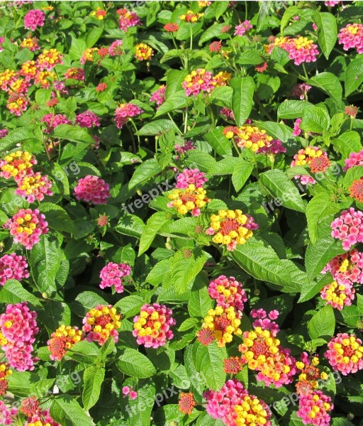 Flowers Small Colorful Pink Yellow