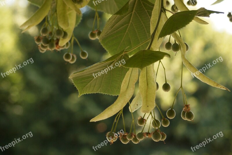 Lime Tree Green Season Plant