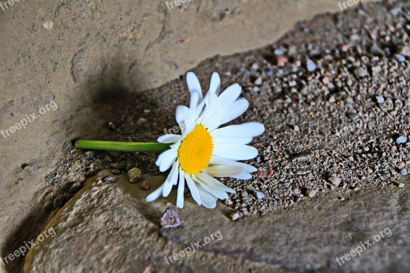 Marguerite Flower Sand Abandoned Lonely