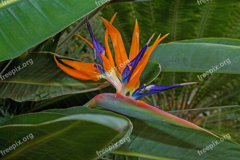 Bird Of Paradise Flower Flower Green Blossom Bloom