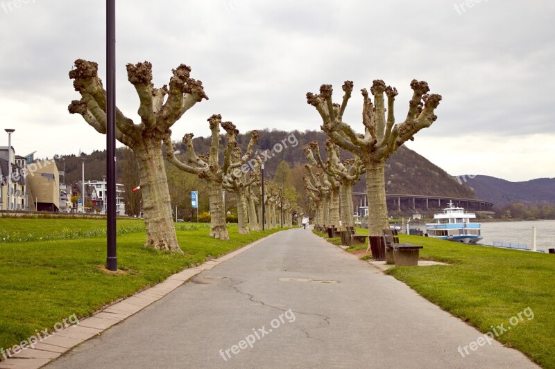 Plane Trees Trees Sidewalk Away Nature