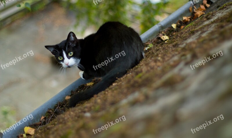 Cat Housetop Animal Pet Roof