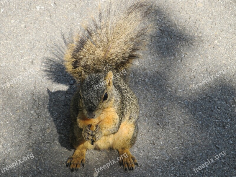 Squirrel Common Squirrel Eating Nut Asphalt