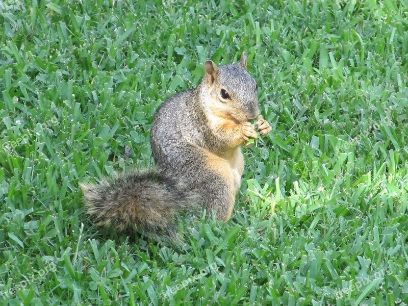 Squirrel Common Squirrel Eating Turning Grass