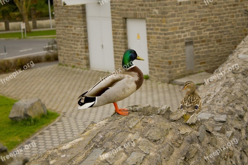 Drake Duck Rock Animal Duck Bird