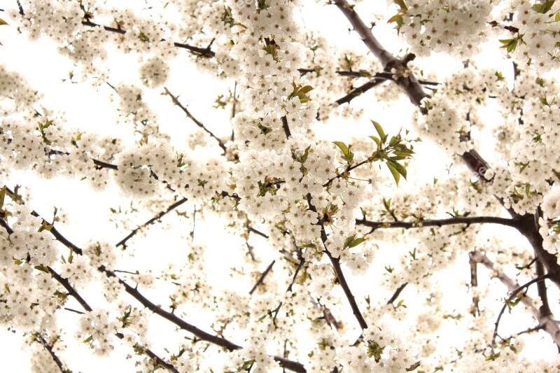 Cherry Tree Flowers White Flower Nature