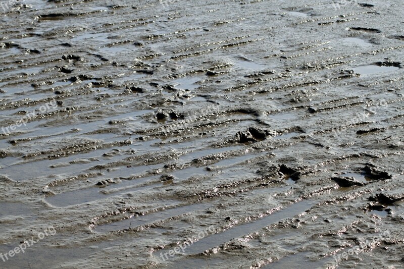 Watts Sea Schlick Mud Dirty